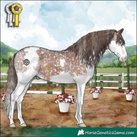 Horse Color:Liver Chestnut Splash Appaloosa