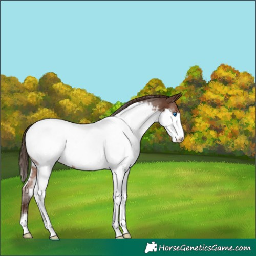 Horse Color:Liver Chestnut Splash Near Fewspot 