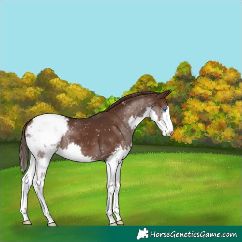 Horse Color:Liver Chestnut Splash Appaloosa 