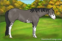 Horse Color:Unknown 