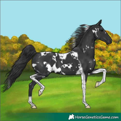 Horse Color:White Spotted Black Tobiano