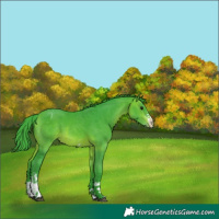 Horse Color:Watercolor Bay Sabino Appaloosa 