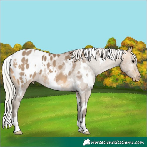 Horse Color:White Spotted Silver Buckskin Appaloosa 