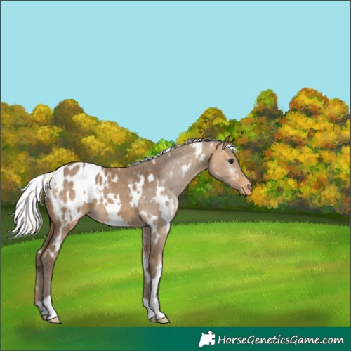 Horse Color:White Spotted Silver Buckskin Appaloosa 