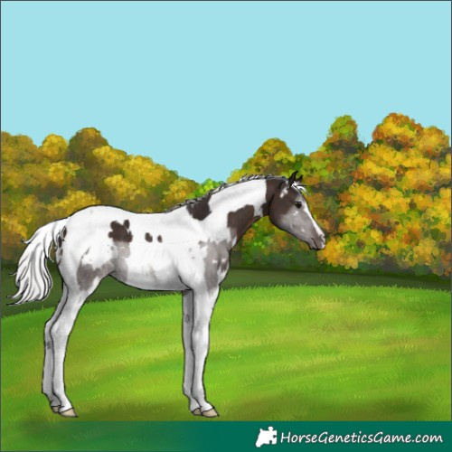 Horse Color:White Spotted Silver Brown Tobiano 