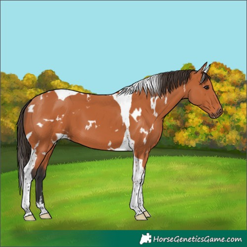 Horse Color:White Spotted Bay Tobiano 