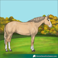 Horse Color:Red Dun Splash 
