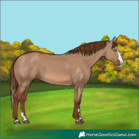 Horse Color:Red Dun Splash 
