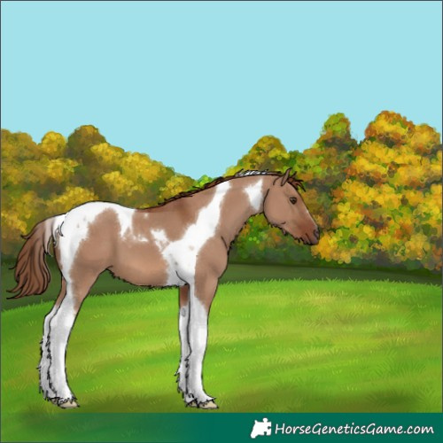 Horse Color:Red Dun Tobiano 