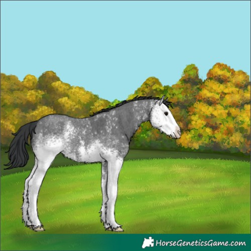 Horse Color:White Spotted Black Sabino 