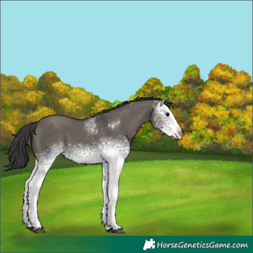 Horse Color:White Spotted Grullo Tobiano 