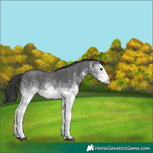 Horse Color:White Spotted Black Sabino 