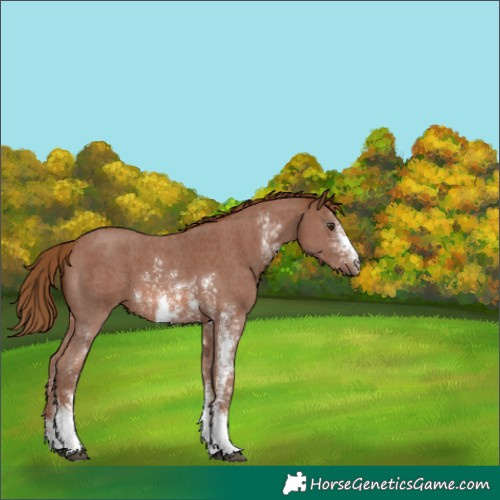 Horse Color:Chestnut Sabino 