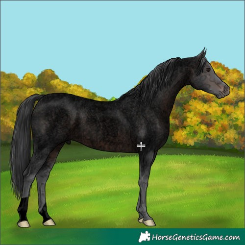 Horse Color:Void Brown Ice Roan 