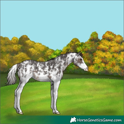 Horse Color:Liver Chestnut Sabino 