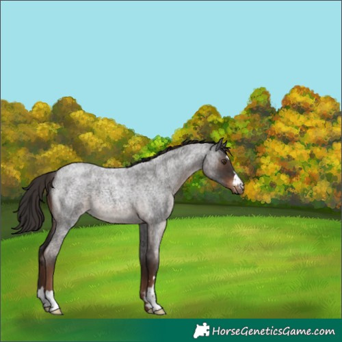 Horse Color:Liver Red Roan 