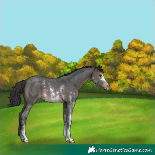 Horse Color:Brown Sabino 