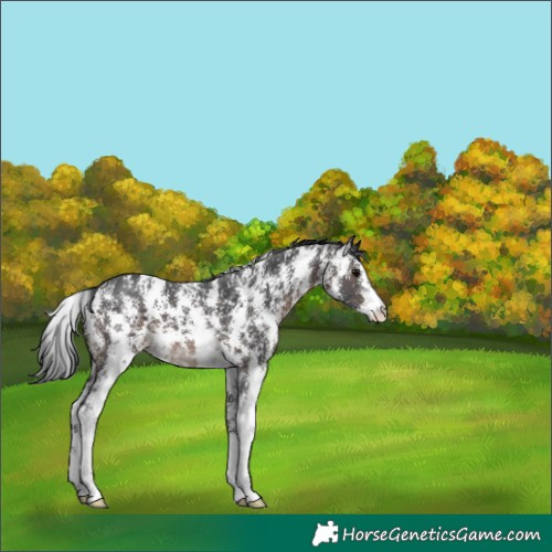 Horse Color:Brown Sabino 