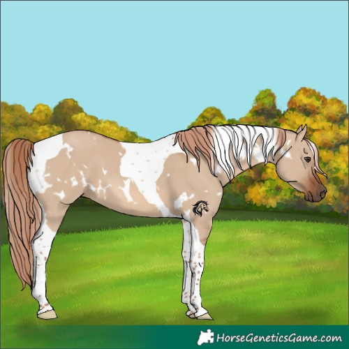 Horse Color:White Spotted Red Dun Tobiano