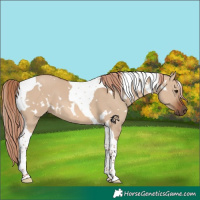 Horse Color:White Spotted Red Dun Tobiano