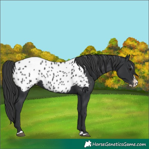 Horse Color:Black Splash Appaloosa 