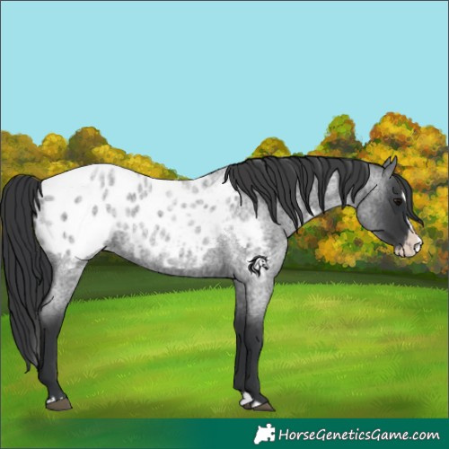 Horse Color:Blue Roan Splash Appaloosa 