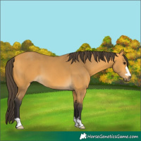 Horse Color:Buckskin 