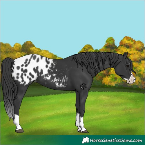 Horse Color:Black Splash Appaloosa 