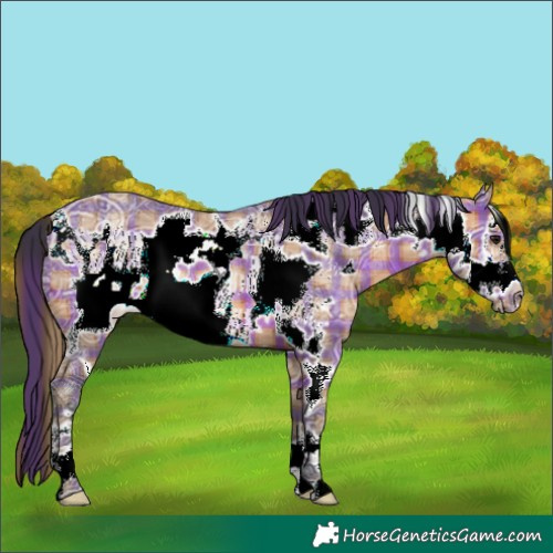 Horse Color:Plaid Bay Ice Frame Rabicano