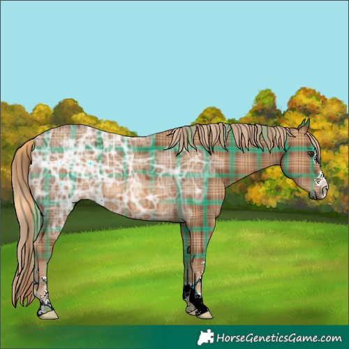 Horse Color:Plaid Chestnut Ice
