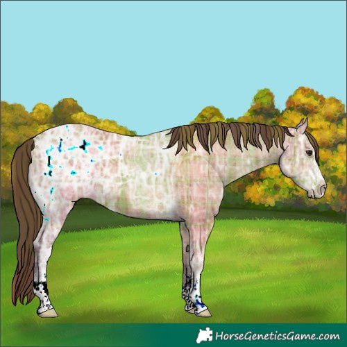 Horse Color:Plaid  Chocolate Bay Ice 