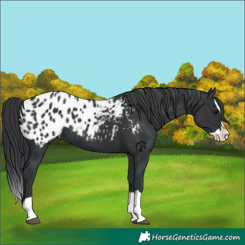 Horse Color:Black Splash Appaloosa 