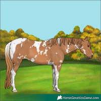 Horse Color:White Spotted Chestnut Tobiano 