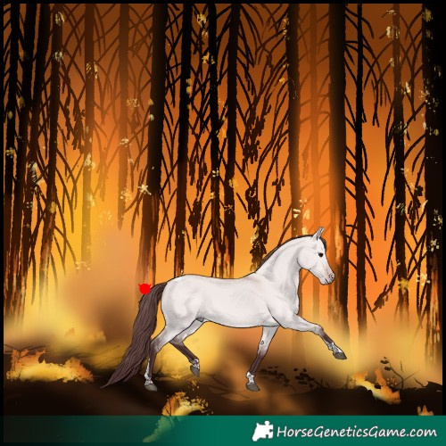 Horse Color:Platinum Chocolate Bay Dun Tobiano 