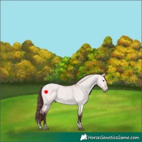 Horse Color:Platinum Chocolate Bay Dun Tobiano 