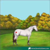 Horse Color:Platinum Chocolate Bay Dun Tobiano