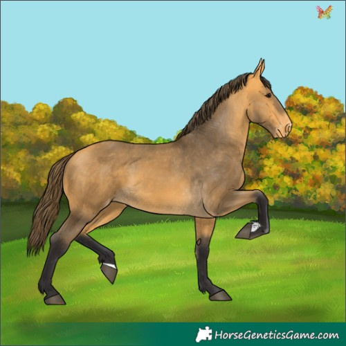 Horse Color:Buckskin Appaloosa 