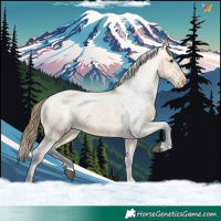 Horse Color:Buckskin Appaloosa 