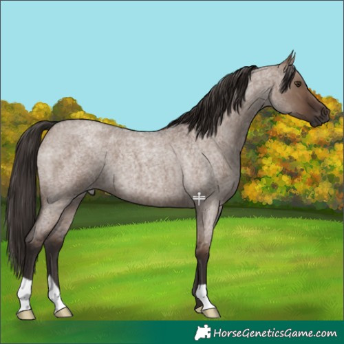 Horse Color:Liver Red Dun Roan 