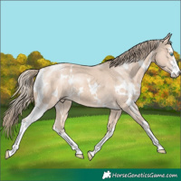 Horse Color:White Spotted Perlino