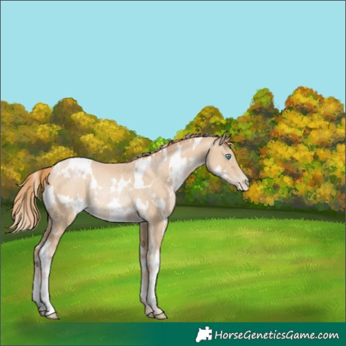 Horse Color:White Spotted Buckskin Pearl Rabicano