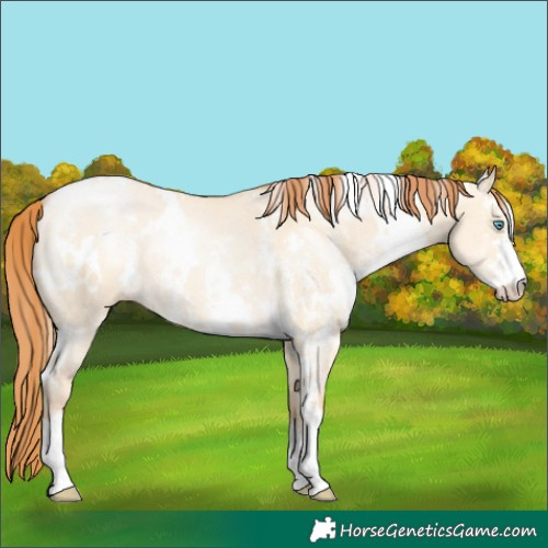 Horse Color:White Spotted Buckskin Pearl Dun Sabino 