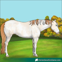 Horse Color:White Spotted Buckskin Pearl Dun Sabino 