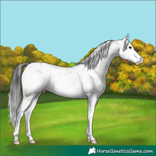Horse Color:Liver Red Onyx Sabino 
