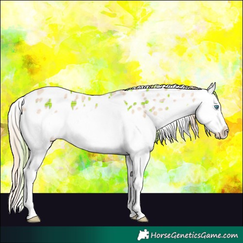 Horse Color:Plaid  Perlino Splash Appaloosa 