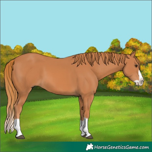 Horse Color:Chestnut Splash