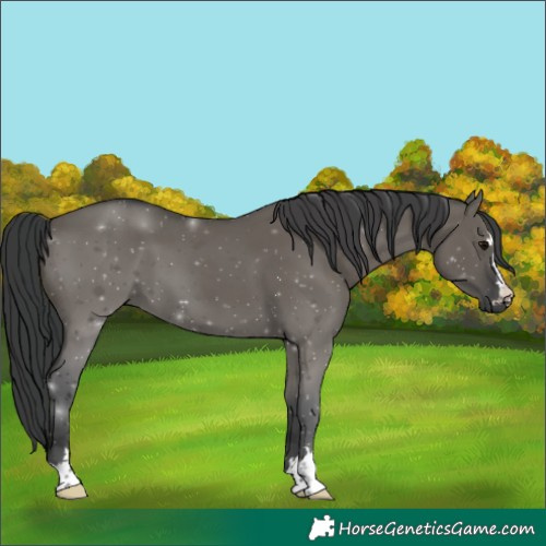 Horse Color:Grullo