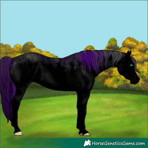 Horse Color:Void White Spotted Midnight Black Ice Splash Rabicano 