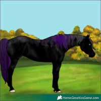 Horse Color:Void White Spotted Midnight Black Ice Splash Rabicano