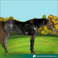 Horse Color:Void Buckskin Tobiano Near Leopard
